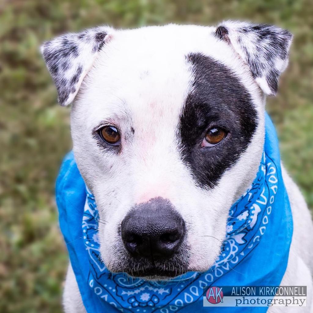 Brodie, an adoptable American Staffordshire Terrier, Mixed Breed in Bailey, NC, 27807 | Photo Image 2