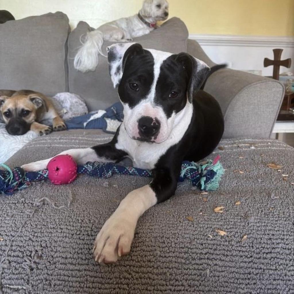 Daisy, an adoptable Pit Bull Terrier, Mixed Breed in Bailey, NC, 27807 | Photo Image 1