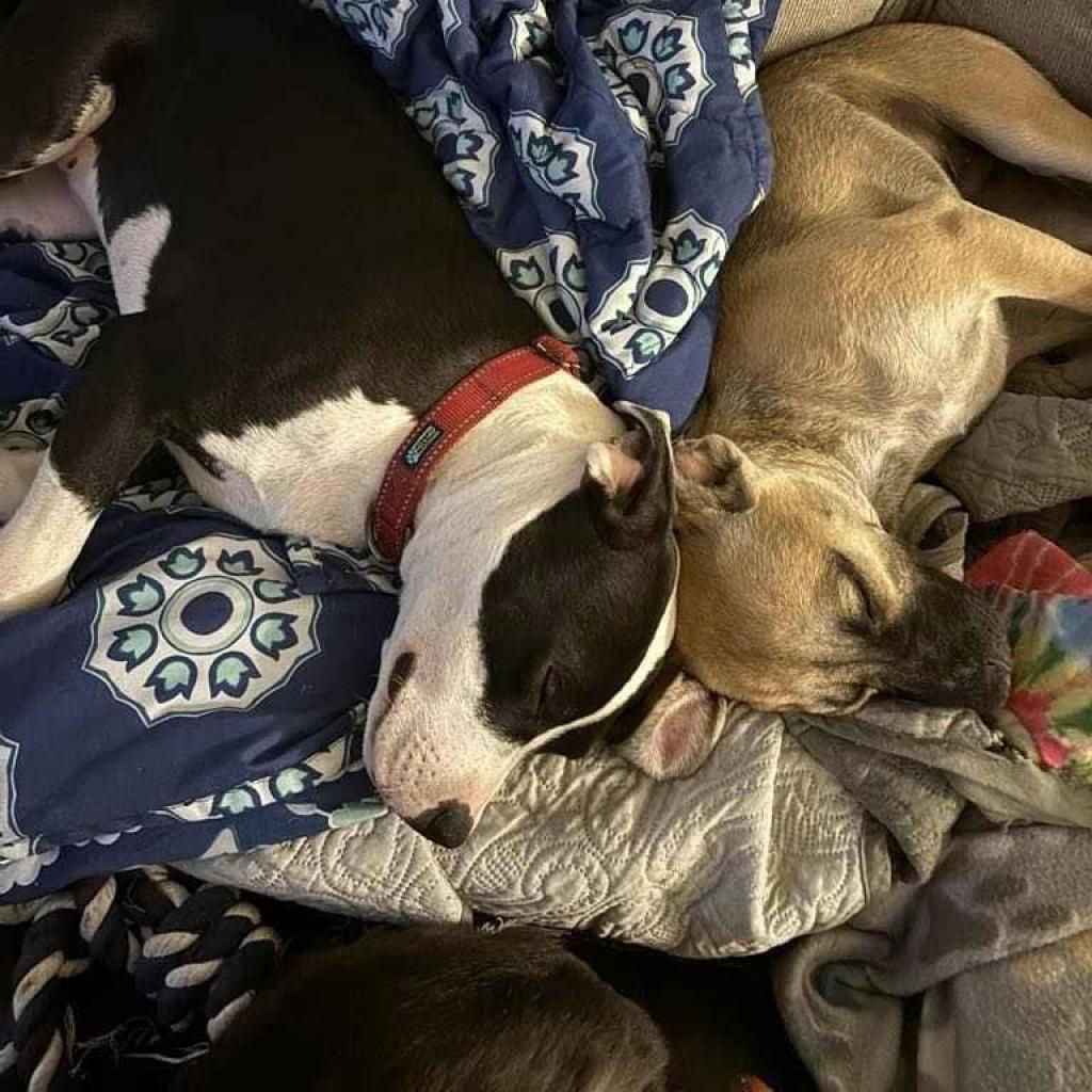 Daisy, an adoptable Pit Bull Terrier, Mixed Breed in Bailey, NC, 27807 | Photo Image 3