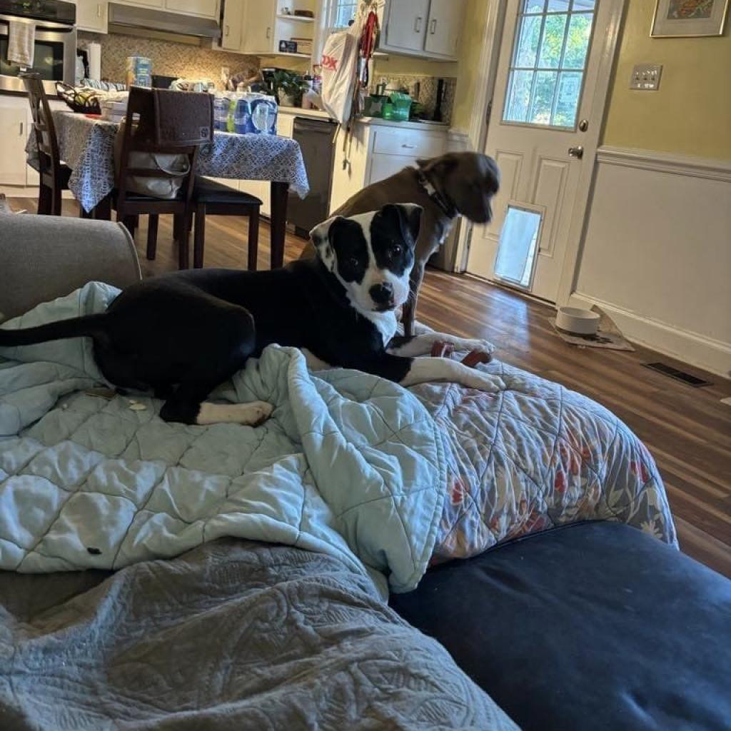 Daisy, an adoptable Pit Bull Terrier, Mixed Breed in Bailey, NC, 27807 | Photo Image 4