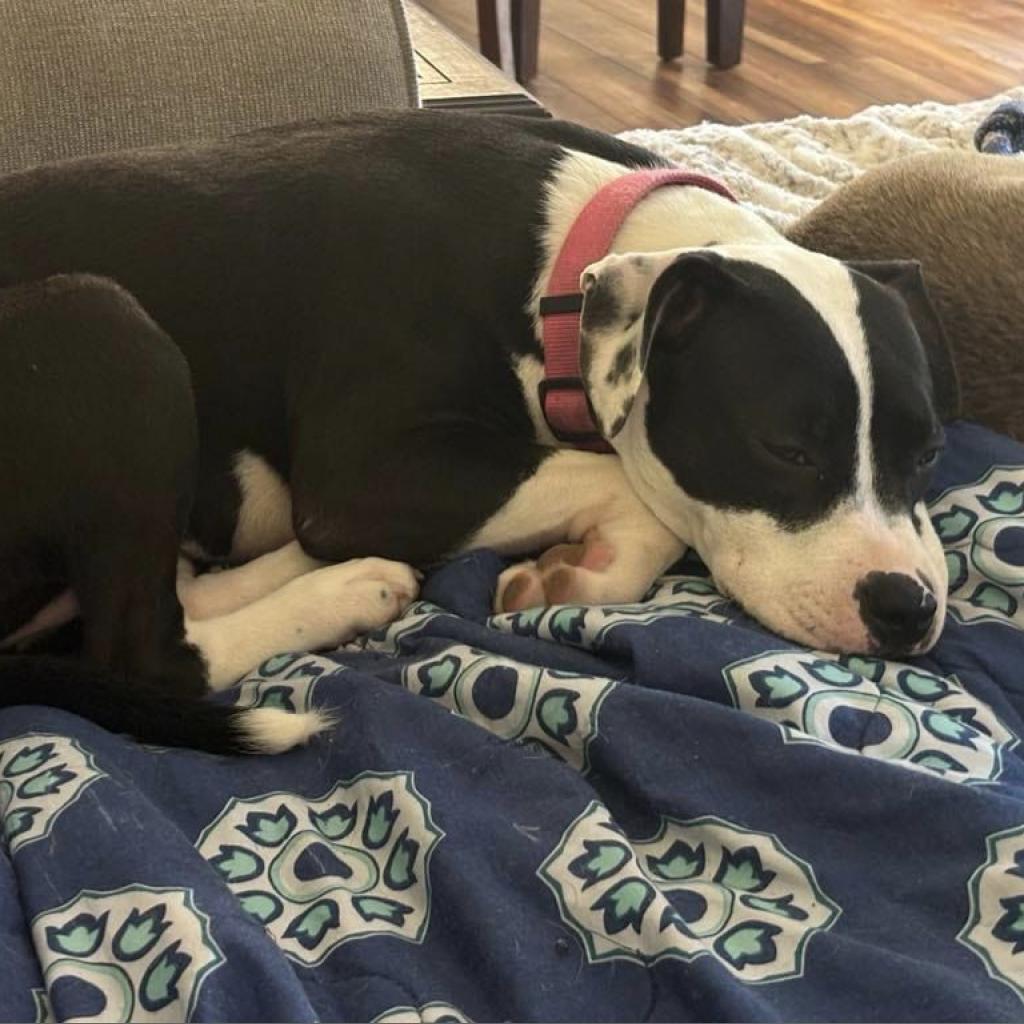 Daisy, an adoptable Pit Bull Terrier, Mixed Breed in Bailey, NC, 27807 | Photo Image 5