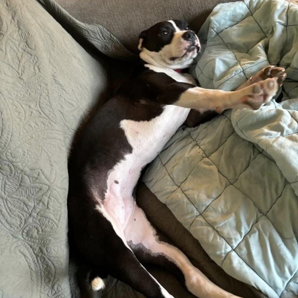 Daisy, an adoptable Pit Bull Terrier, Mixed Breed in Bailey, NC, 27807 | Photo Image 6