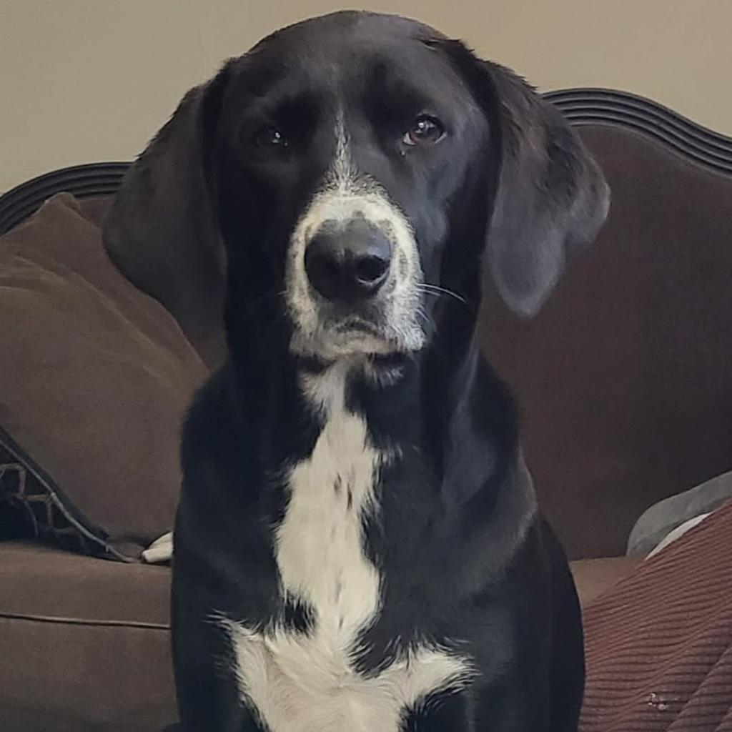 Bandit, an adoptable German Shorthaired Pointer, Mixed Breed in Bailey, NC, 27807 | Photo Image 1