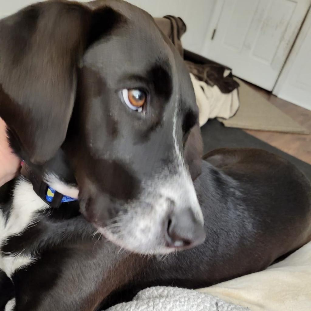 Bandit, an adoptable German Shorthaired Pointer, Mixed Breed in Bailey, NC, 27807 | Photo Image 2