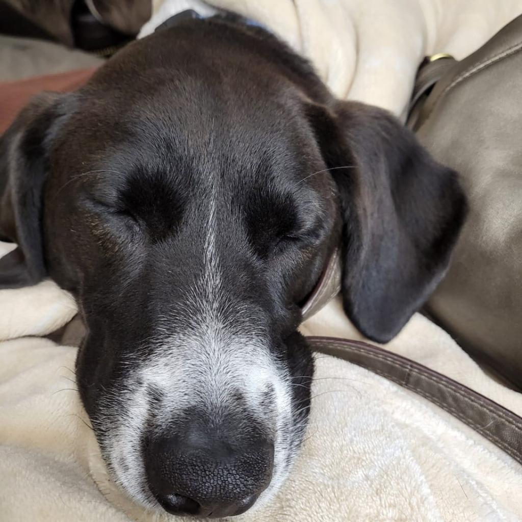 Bandit, an adoptable German Shorthaired Pointer, Mixed Breed in Bailey, NC, 27807 | Photo Image 3