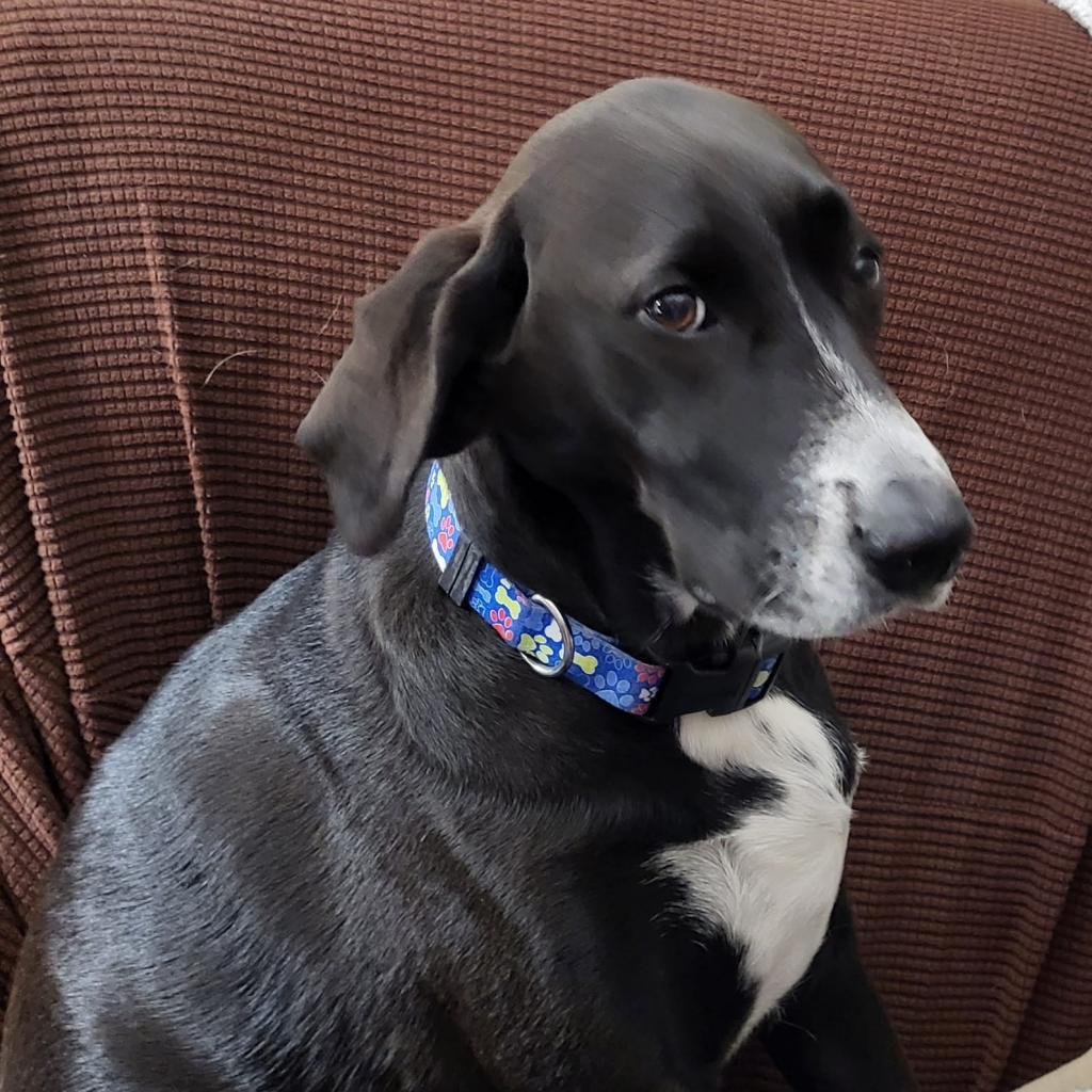 Bandit, an adoptable German Shorthaired Pointer, Mixed Breed in Bailey, NC, 27807 | Photo Image 4
