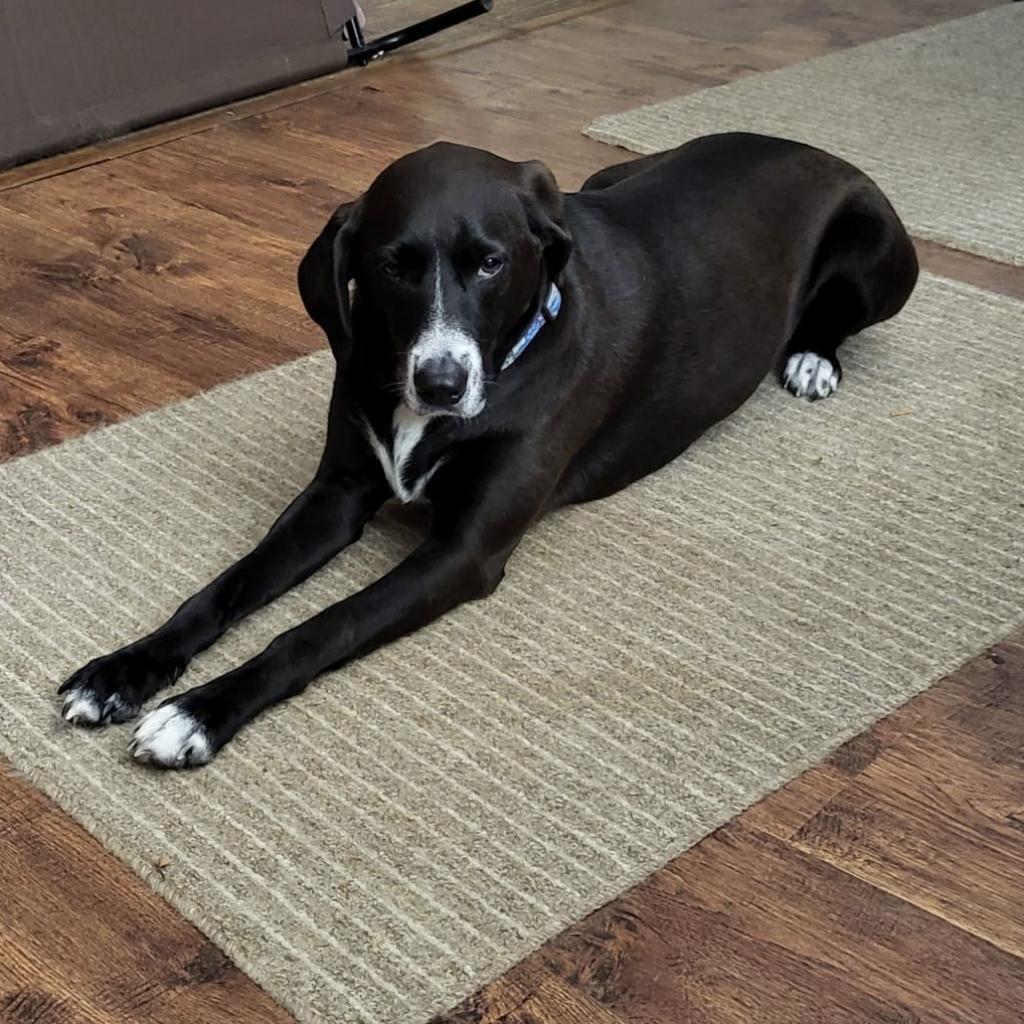 Bandit, an adoptable German Shorthaired Pointer, Mixed Breed in Bailey, NC, 27807 | Photo Image 5