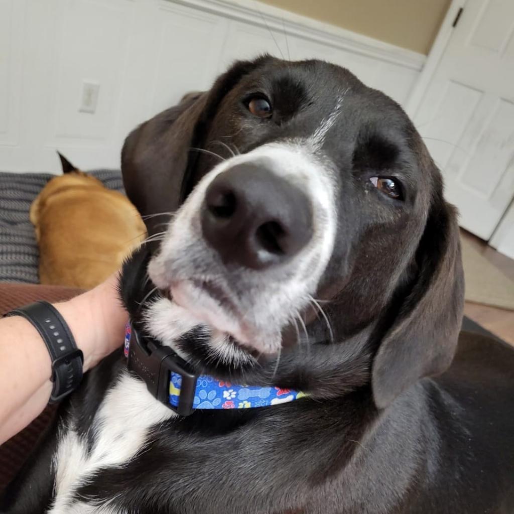 Bandit, an adoptable German Shorthaired Pointer, Mixed Breed in Bailey, NC, 27807 | Photo Image 6