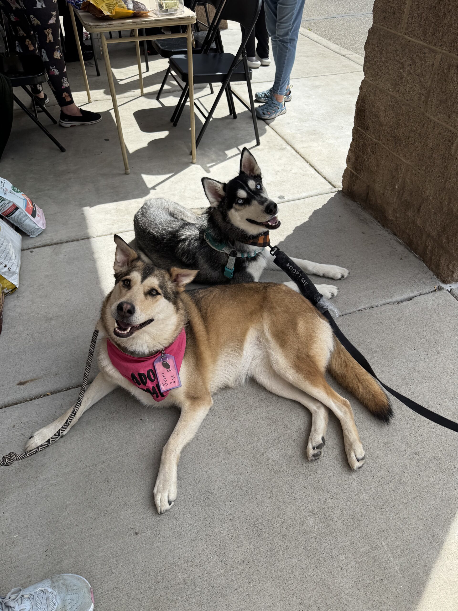 Juno, an adoptable Husky, Mixed Breed in Grand Junction, CO, 81503 | Photo Image 1
