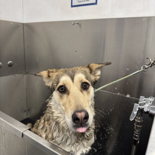 Juno, an adoptable Husky, Mixed Breed in Grand Junction, CO, 81503 | Photo Image 2
