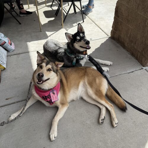 Juno, an adoptable Husky, Mixed Breed in Grand Junction, CO, 81503 | Photo Image 3