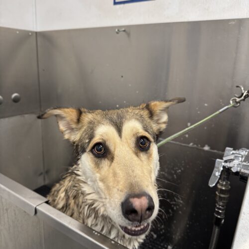 Juno, an adoptable Husky, Mixed Breed in Grand Junction, CO, 81503 | Photo Image 4
