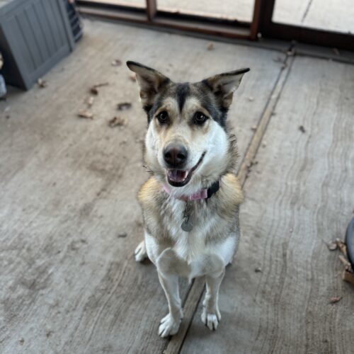 Juno, an adoptable Husky, Mixed Breed in Grand Junction, CO, 81503 | Photo Image 6