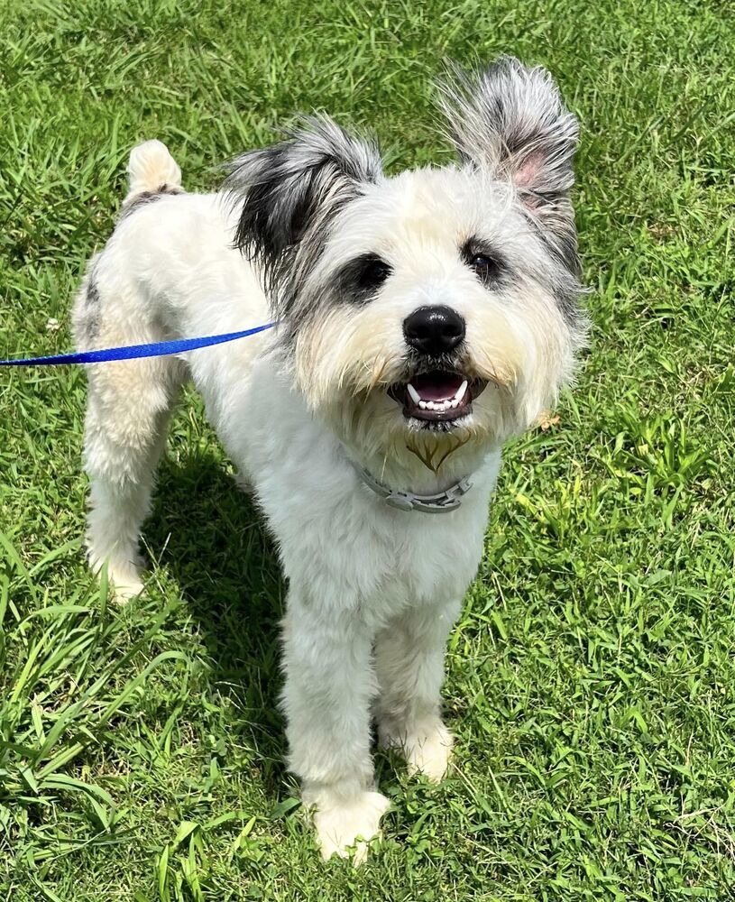 Odin, an adoptable Schnauzer, Papillon in Chattanooga, TN, 37421 | Photo Image 2