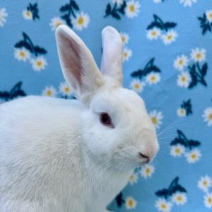 Florence, Adult Female Mini Rex