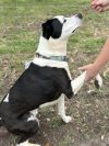 Stitch photo 2
