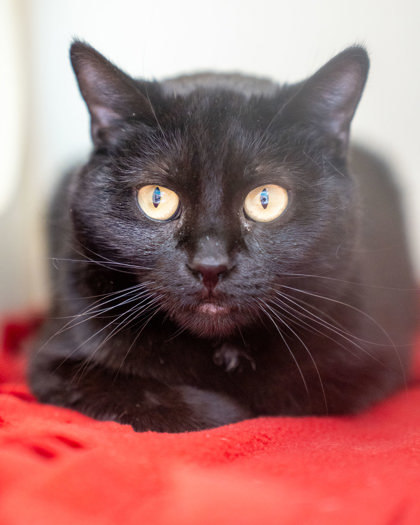 Nior, an adoptable Domestic Short Hair in Pequot Lakes, MN, 56472 | Photo Image 1