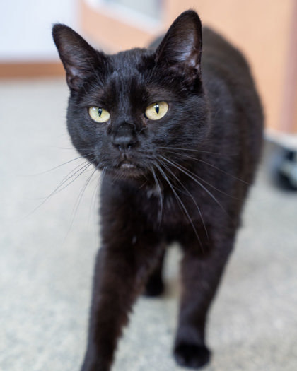 Nior, an adoptable Domestic Short Hair in Pequot Lakes, MN, 56472 | Photo Image 1