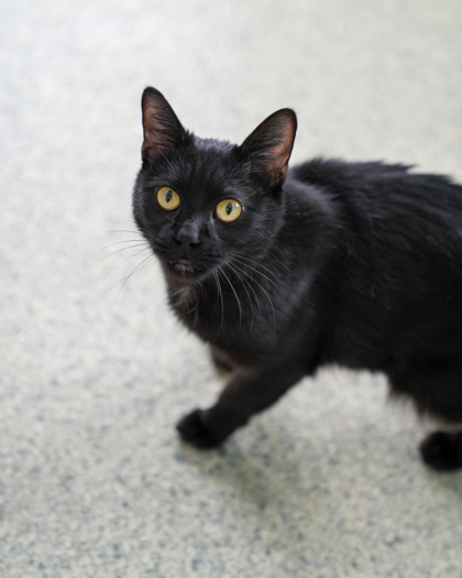 Nior, an adoptable Domestic Short Hair in Pequot Lakes, MN, 56472 | Photo Image 2