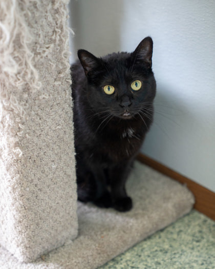 Nior, an adoptable Domestic Short Hair in Pequot Lakes, MN, 56472 | Photo Image 2