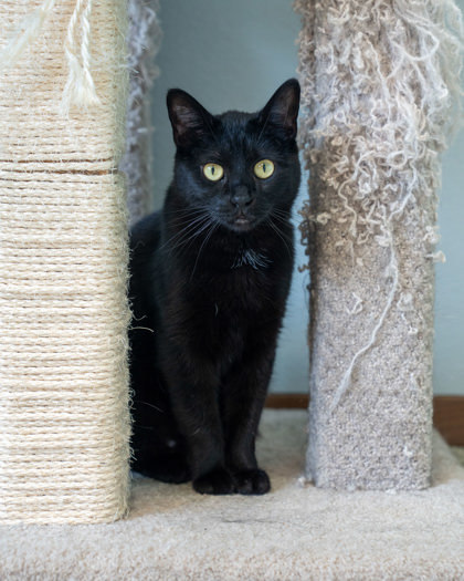 Nior, an adoptable Domestic Short Hair in Pequot Lakes, MN, 56472 | Photo Image 2