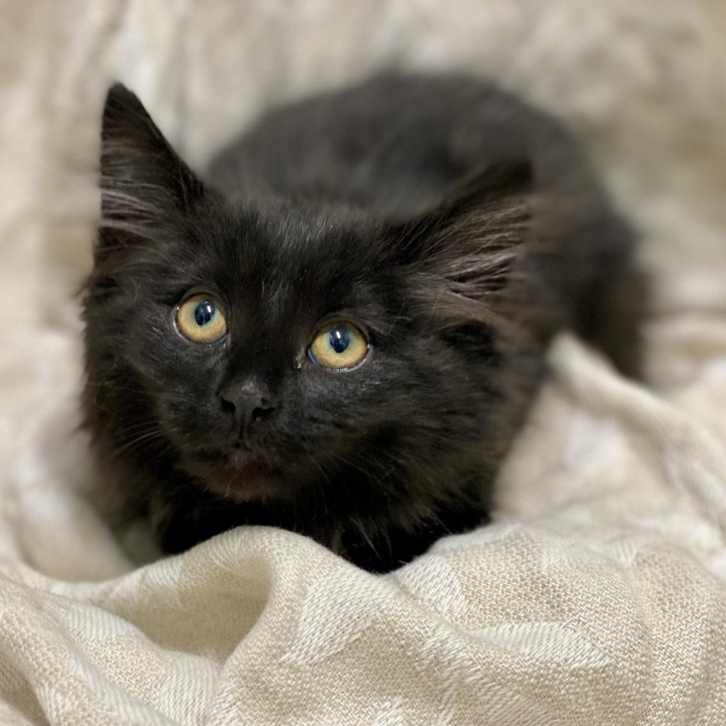 Jet