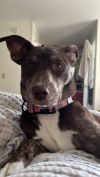 Callie photo 3