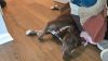 Callie photo 6