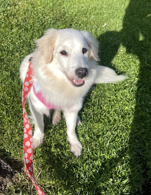 Tofu, an adoptable Havanese in Oakville, ON, L6J 7S8 | Photo Image 6