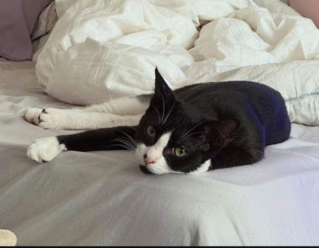 Tofu and Muffin