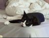 Tofu photo 1
