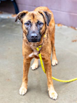 Bronna is a gentle soul who enjoys leisurely walks where she can take her time sniffing everything a