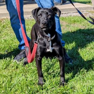 Vivian, Young Female Labrador Retriever