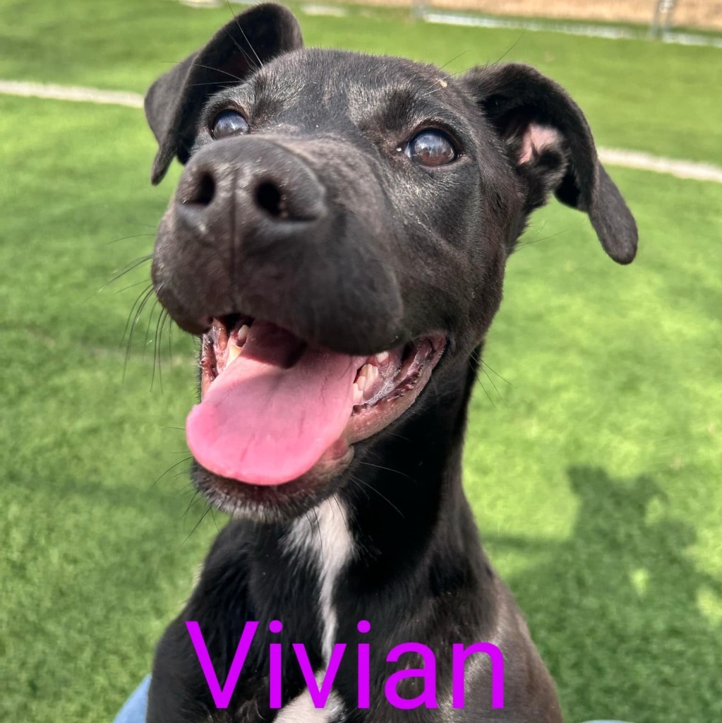 Vivian
