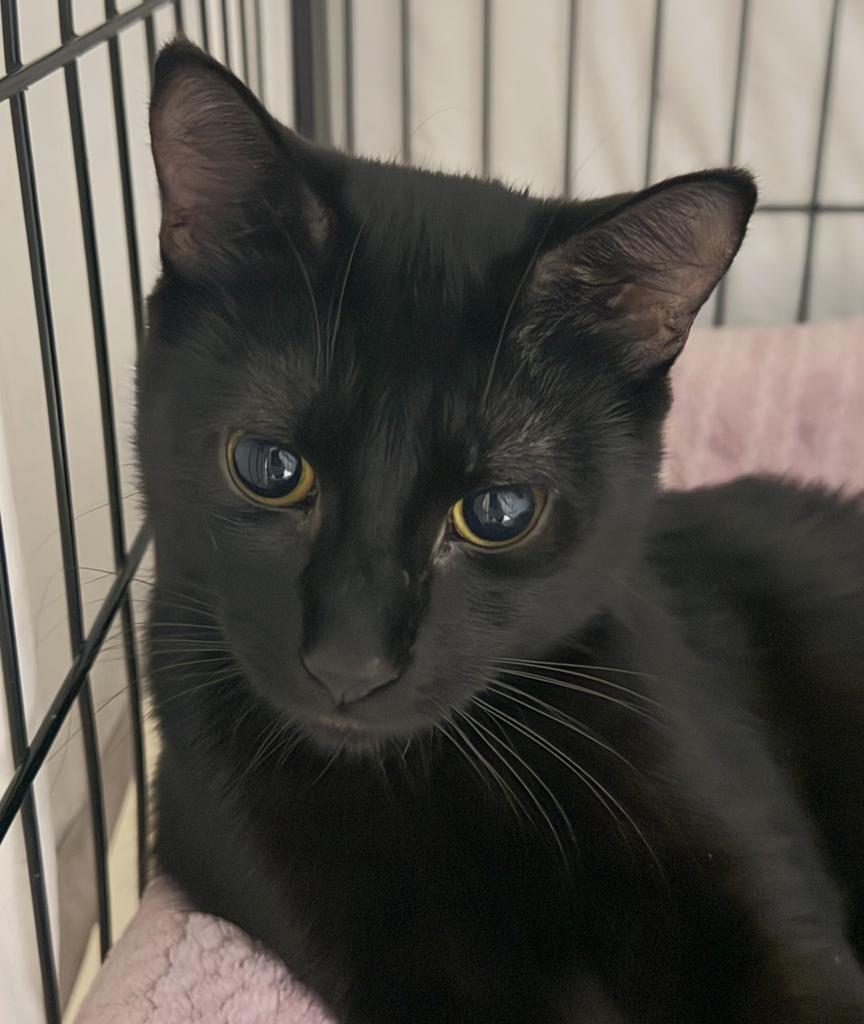 Cocoa, an adoptable Domestic Short Hair in Ontario, OR, 97914 | Photo Image 1