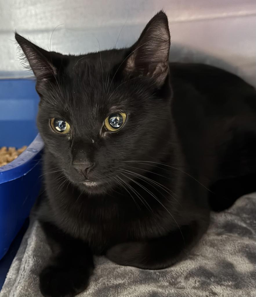Cocoa, an adoptable Domestic Short Hair in Ontario, OR, 97914 | Photo Image 2