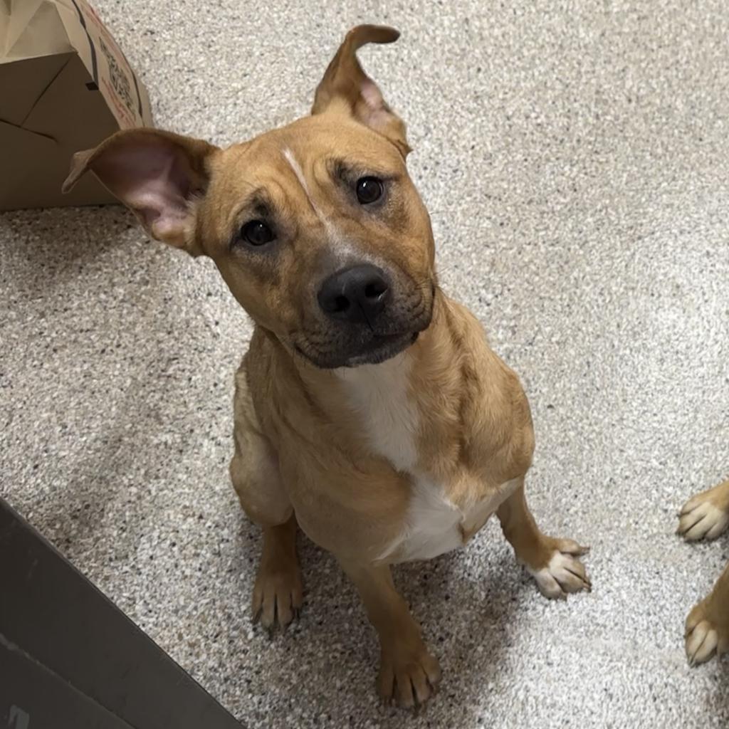 Verde, an adoptable Yellow Labrador Retriever, Mixed Breed in Detroit Lakes, MN, 56501 | Photo Image 2