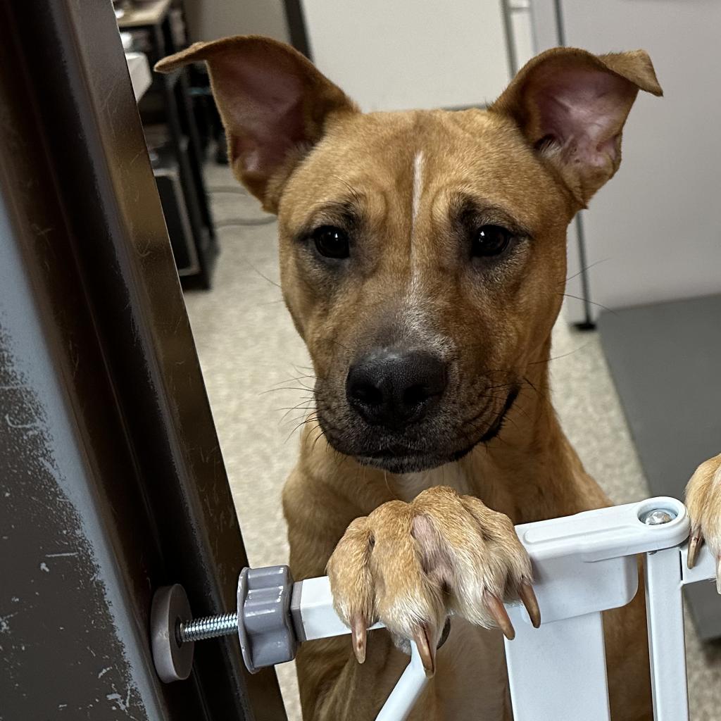 Verde, an adoptable Yellow Labrador Retriever, Mixed Breed in Detroit Lakes, MN, 56501 | Photo Image 3