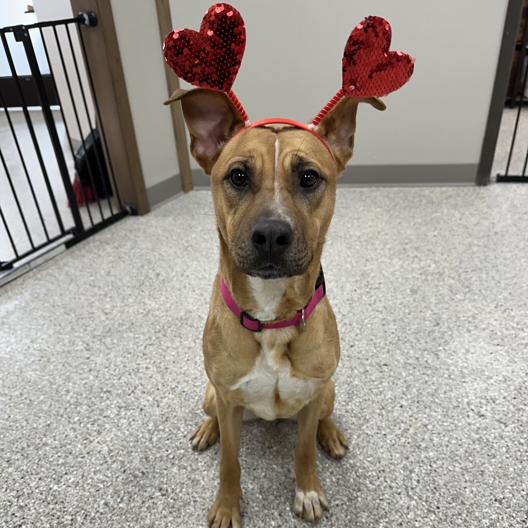 Verde, an adoptable Yellow Labrador Retriever, Mixed Breed in Detroit Lakes, MN, 56501 | Photo Image 4