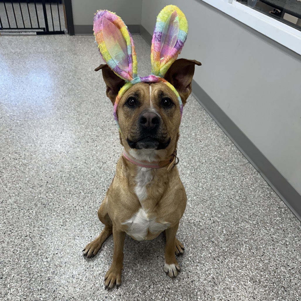 Verde, an adoptable Yellow Labrador Retriever, Mixed Breed in Detroit Lakes, MN, 56501 | Photo Image 5