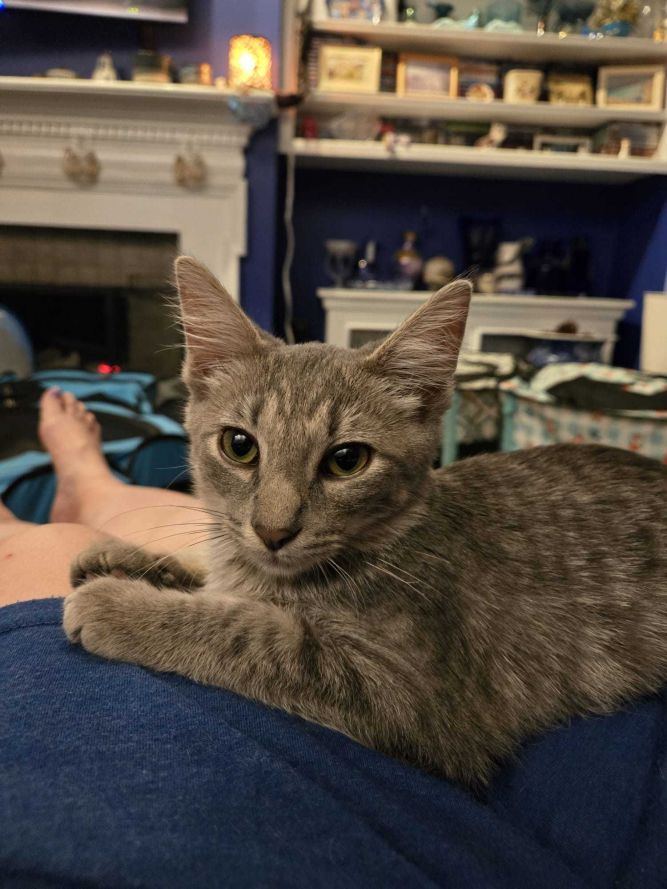 Whiskerina