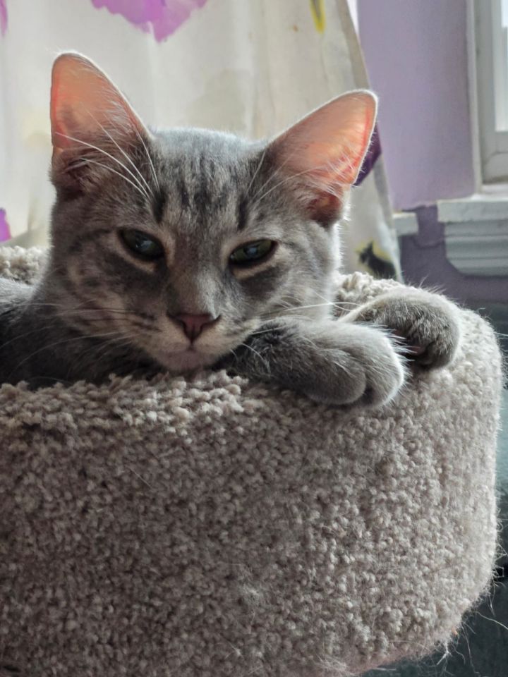 Whiskerina 3