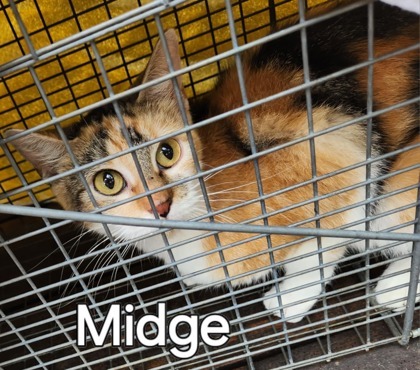 Midge 1