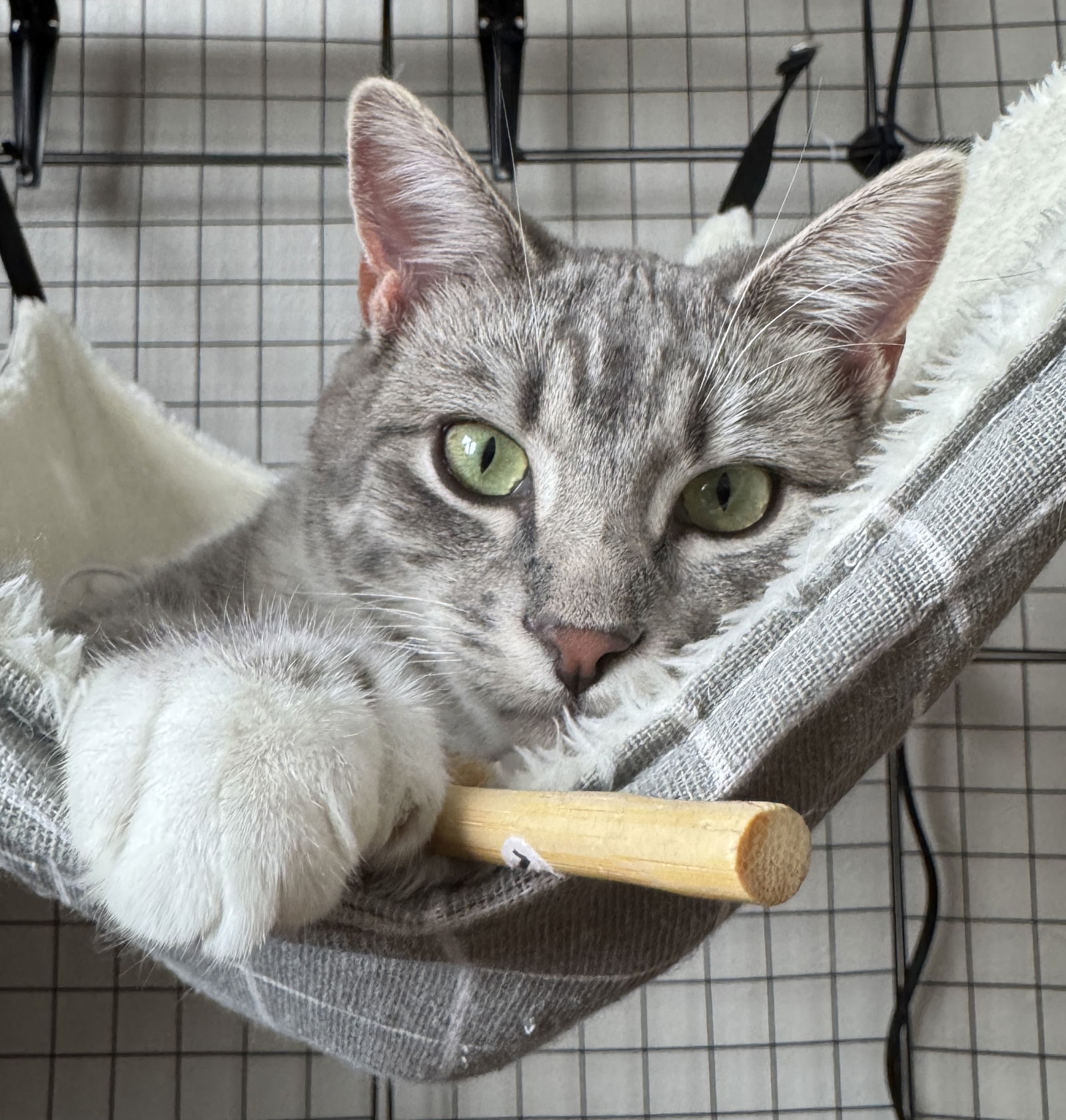 Tweety, an adoptable Domestic Short Hair in Laramie, WY, 82073 | Photo Image 1