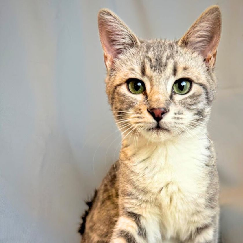 Tweety, an adoptable Domestic Short Hair in Laramie, WY, 82073 | Photo Image 2