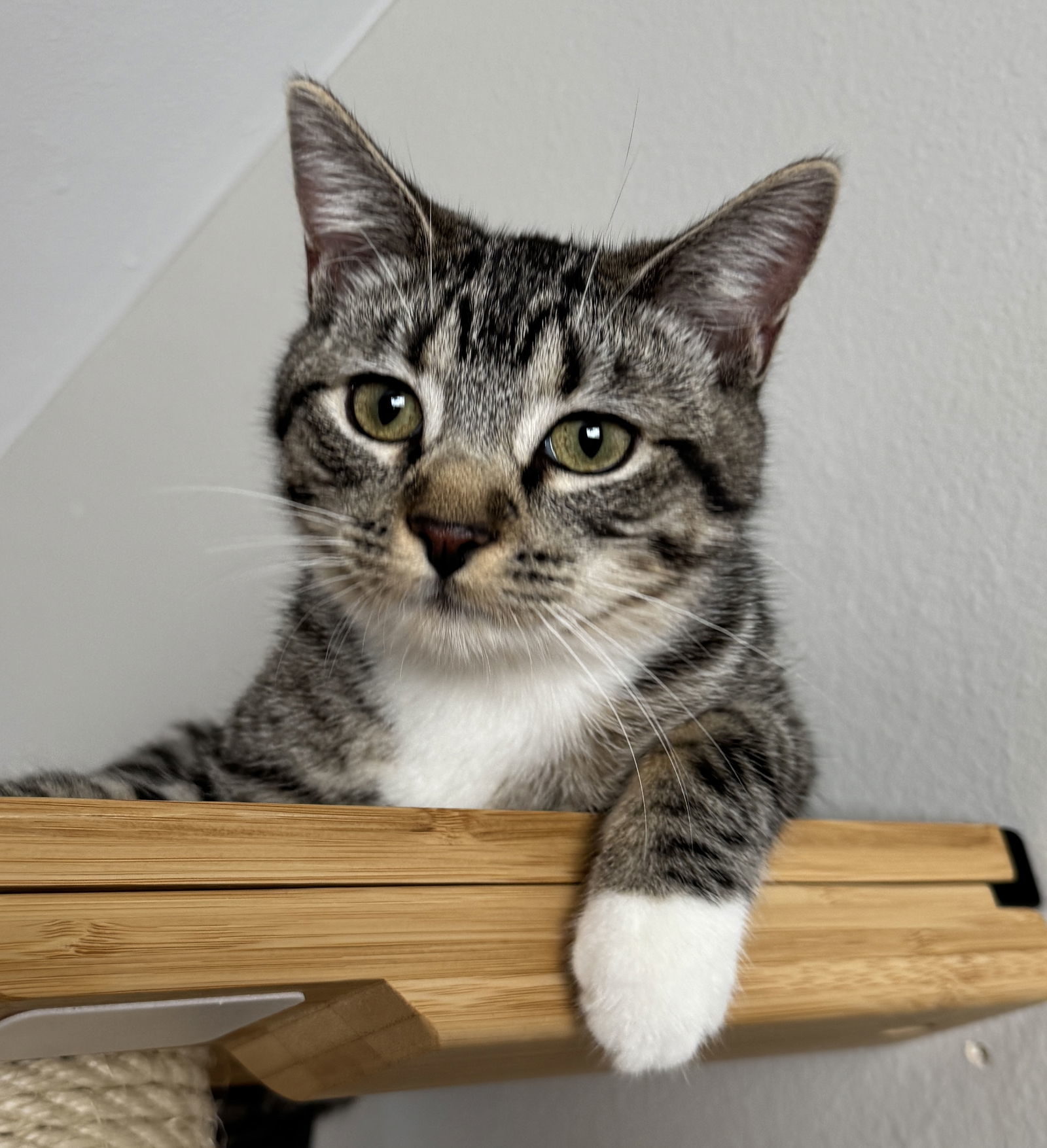 Bugs, an adoptable Domestic Short Hair in Laramie, WY, 82073 | Photo Image 1