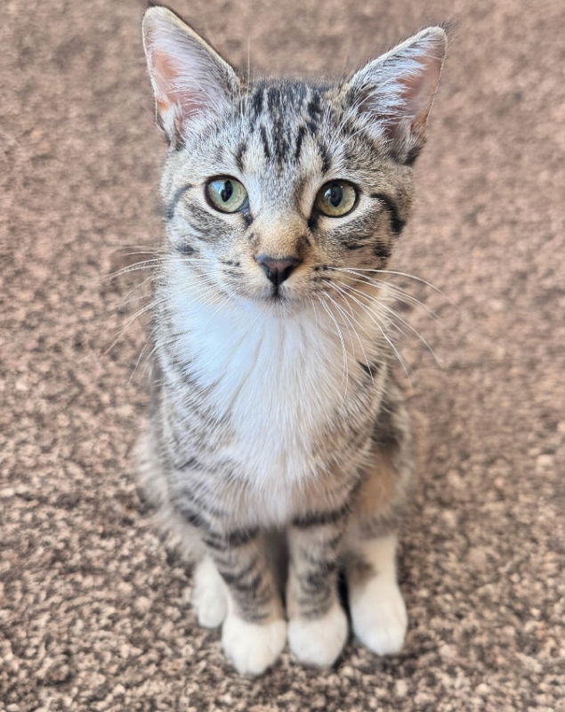 Bugs, an adoptable Domestic Short Hair in Laramie, WY, 82073 | Photo Image 2