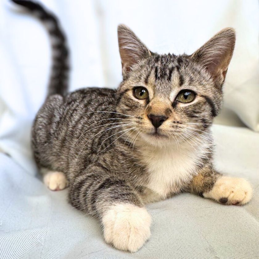 Bugs, an adoptable Domestic Short Hair in Laramie, WY, 82073 | Photo Image 3