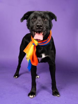 Icaros (in foster), Adult Male Mixed Breed