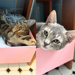 Dorian Dinghy & Tyler Tugboat